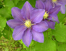 Clematis