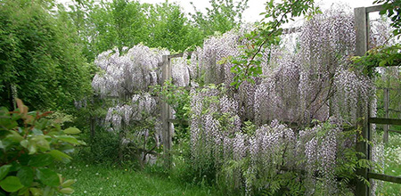 Fiorella Gilli Vivaio Giardino