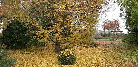 Fiorella Gilli Vivaio Giardino